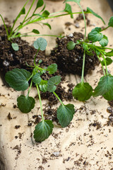 transplanting seedlings of violet flowers. bushes with an open root system lie on the windowsill among other seedlings and garden cups and tools