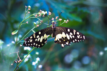 Fototapeta premium Lemon butterfly, lime swallowtail and chequered swallowtail Butterfly resting on the flower plants