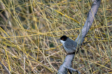 Sardinian warbler (Curruca melanocephala), Jordan