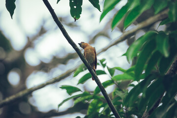 Cinnamon becard bird perched in the jungle