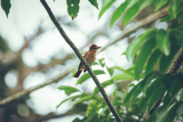 Cinnamon becard bird perched in the jungle