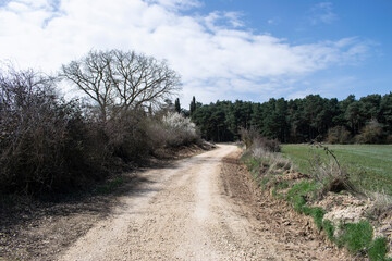 Camino atravesando bosques y campo.