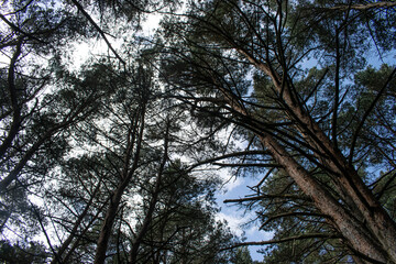 Paisaje de bosques de pinos un día soleado.