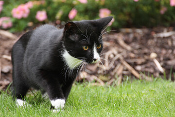 Black and white kitten stalking on lawn outdoors