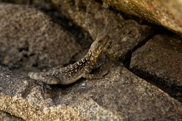 Lizards on rocky cliffs in the mountains
