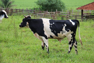 A vaca preto e branco está na grama verde no Prado. Prado verde de verão.