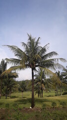 palm trees on the beach