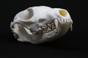 Animal (fox) skull isolated on black