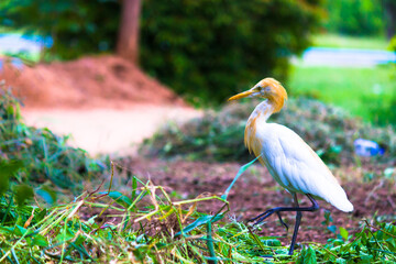 Portrait of Bubulcus ibis Or Heron Or Commonly know as the Cattle Egret in the public park in India