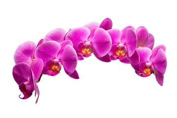 Obraz na płótnie Canvas Purple Phalaenopsis orchid flower isolated on a white background, clipping path, no shadows. Orchid flower isolate on a white background.