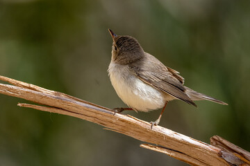 Eastern Olivaceous Warbler (Iduna pallida), Jordan.