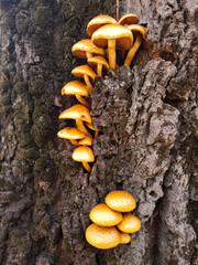 Orange mushrooms on the tree 3