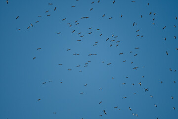 Storks migrate south to Africa in August and September from their breeding grounds in Europe. In Africa, they spend the winter in the savannas in the region from Kenya and Uganda to South Africa.