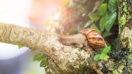 Close up picture of snail crawling slowing on the branch of the tree with bright sunshine background.