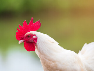 Close up white hen with red cockscomb on blurry background.