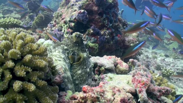 A flock school of tropical fish on the reef in search of food. Amazing, beautiful underwater marine life world of sea creatures in Red Sea. Scuba diving and tourism.