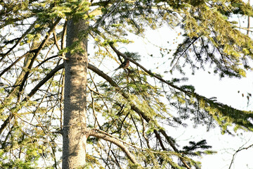 The common chaffinch or simply the chaffinch is a common and widespread small passerine bird in the finch family. The male is brightly coloured with a blue-grey cap and rust-red underparts. The female