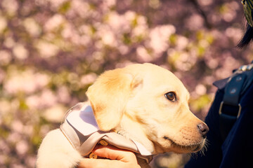 Cute Labrador Retriever in suit with sakura blooming flowers behind