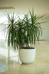 A large home plant dracaena in a flower pot stands on the floor. Window in the background. Minimalistic style.