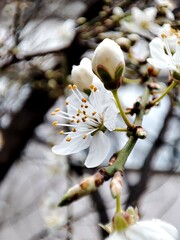 blooming tree