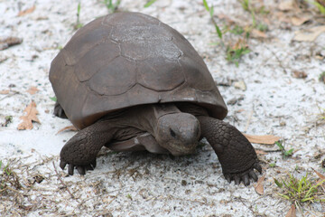 Gopher Turtle Up Close and Personal
