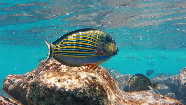 Lined surgeonfish, Acanthurus lineatus, swim in the shallow area in the tropical sea in Maldives