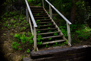 Forest Stairs