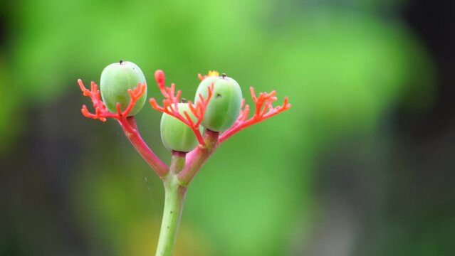 Jatropha podagrica (Also called Jarak bali, jarak batang gajah, Gout Plant, Gout Stalk) flower. This plant is used as an analgesic, tonic, aphrodisiac, purgative, laxative, snakebite, gout etc