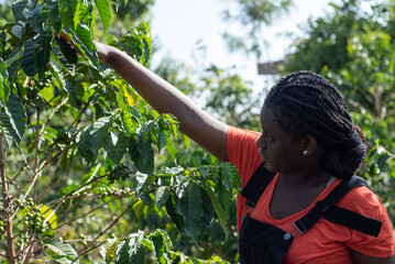 Young teenage African Girl picking coffee beans 