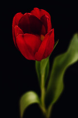 Obraz premium Bud of a red tulip on a black background. One tulip bud close up. bokeh