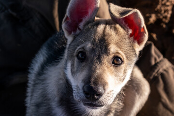 Close-up of wolfdog puppy in the snow