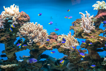Naklejka na ściany i meble coral reef with colorful fishes on a blue background