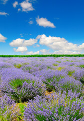 Fototapeta premium Lavender flower field and blue sky. Vertical photo.