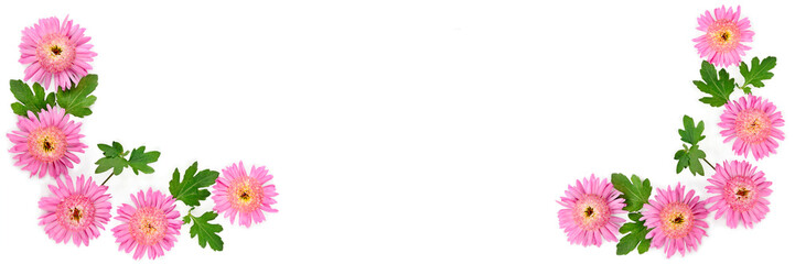 Pattern of Chrysanthemum flower isolated on white . Wide photo. Free space for text.