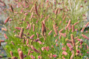 Fluffy pink inflorescences with feathery green leaves. Sanguisorba Officinalis "Pink Tanna". Photo for the catalog of plants of the garden center or plant nursery. Sale of green space. Close-up