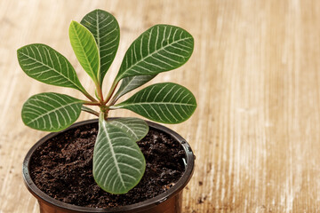 Sprout Euphorbia leuconeura in black pot on wooden background