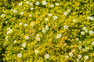 Yellow-green plants with white flowers. Sagina subulata "Lime moss". Photo for the catalog of plants of the garden center or plant nursery. Sale of green space. Close-up.