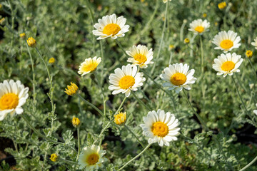 Bright white buds of Anthemis hybrida "Sauce Hollandaise" with a yellow core. An annual spring plant. Photo for a garden center or plant nursery catalog. Sale of green spaces. Close-up.