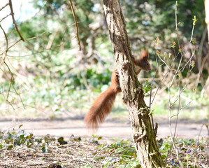 Ein Eichhhörnchen auf dem Baum 