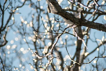 snow covered branches
