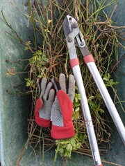 gardening tools - pruning rose bushes - 494738208