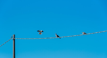 Two pet pigeons sitting on the electric wire with a flying pigeon on telephone line on blue sky,...