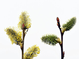 Willow twigs from two separate willow shrubs. Male (yellow) and female (green) catkins close up,...