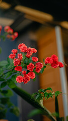 Fototapeta na wymiar bouquet of roses in a garden