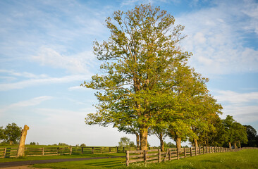 Fototapeta premium Landscape with trees