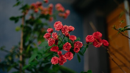 red rose bush