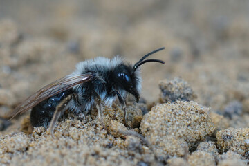 Closeup on a white hairy male of the grey-backed mining bee, Andrena vaga, sitting on the soil