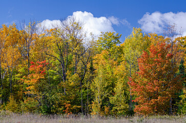 Fototapeta na wymiar 618-11 Forest Edge Autumn