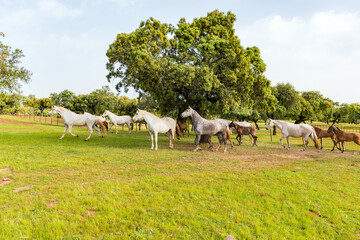 Fototapeta premium horse