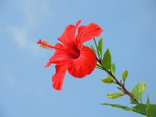 red hibiscus flower